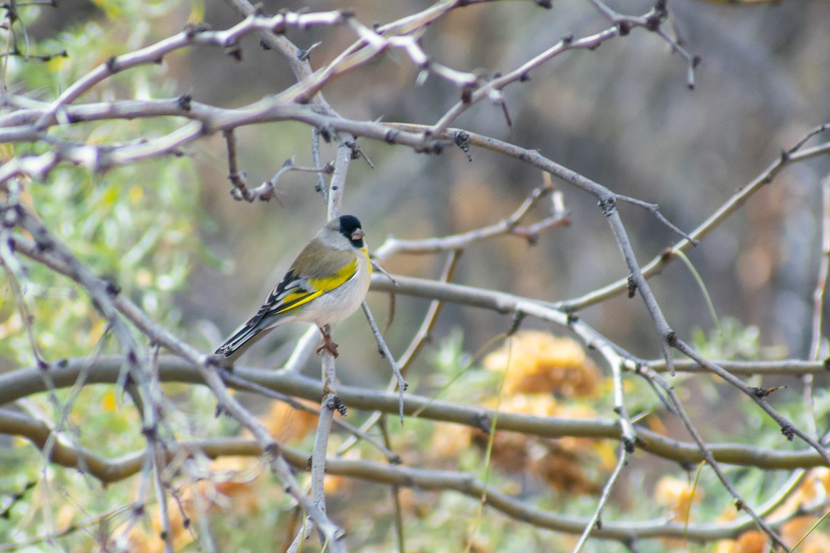 Lawrence's Goldfinch - ML138119761