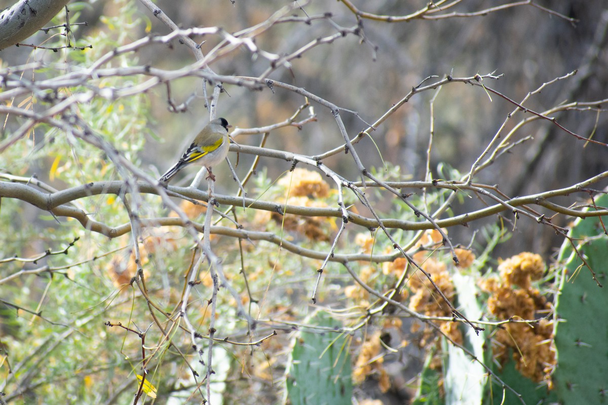 Lawrence's Goldfinch - ML138119781