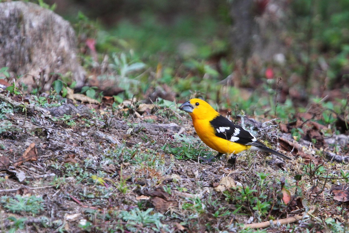 Yellow Grosbeak (Guatemalan) - Christoph Moning