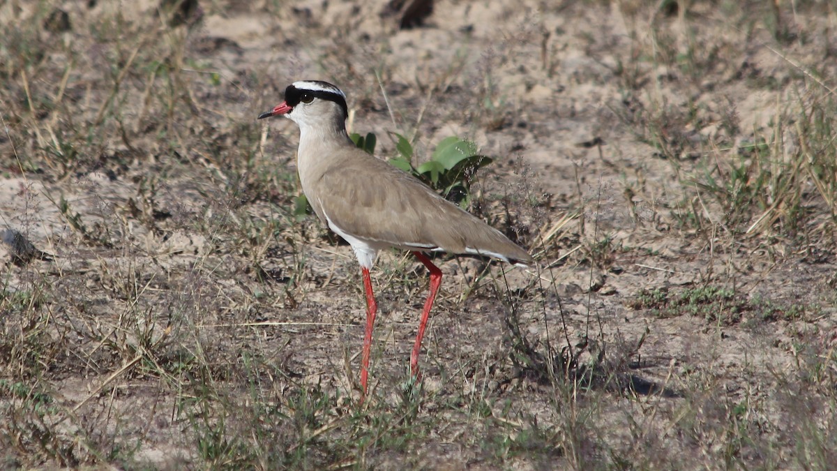 Crowned Lapwing - ML138121971