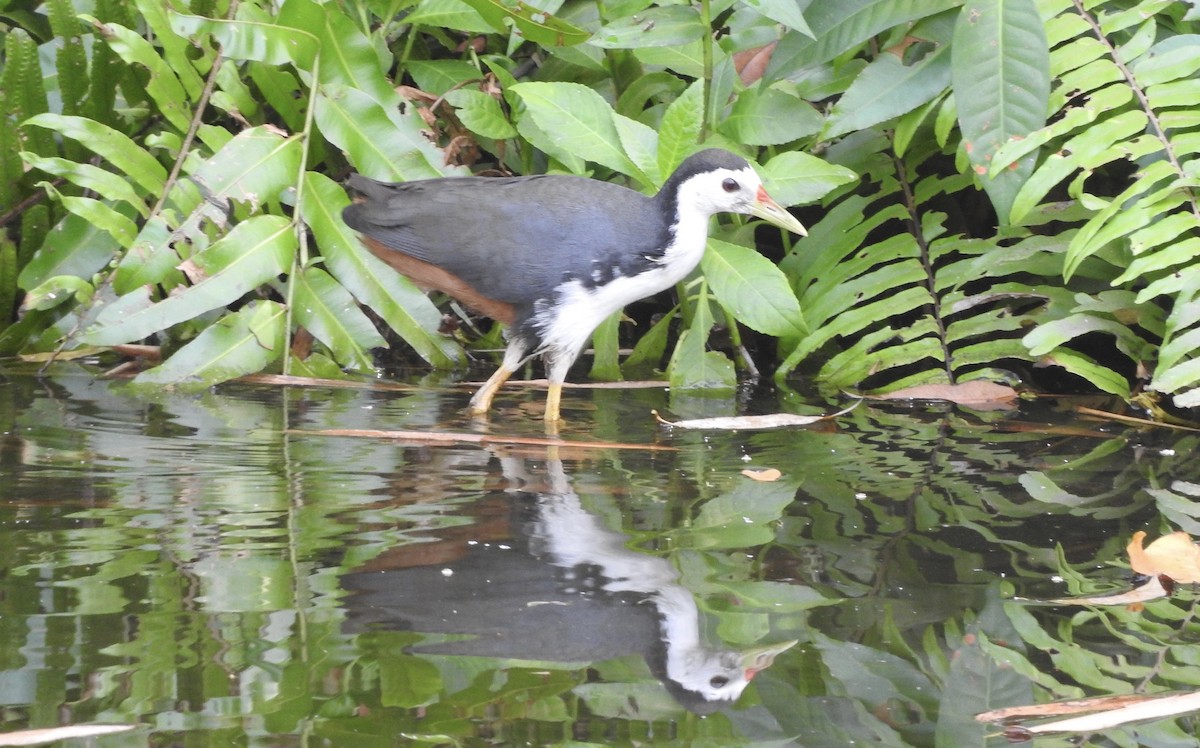 White-breasted Waterhen - ML138122051