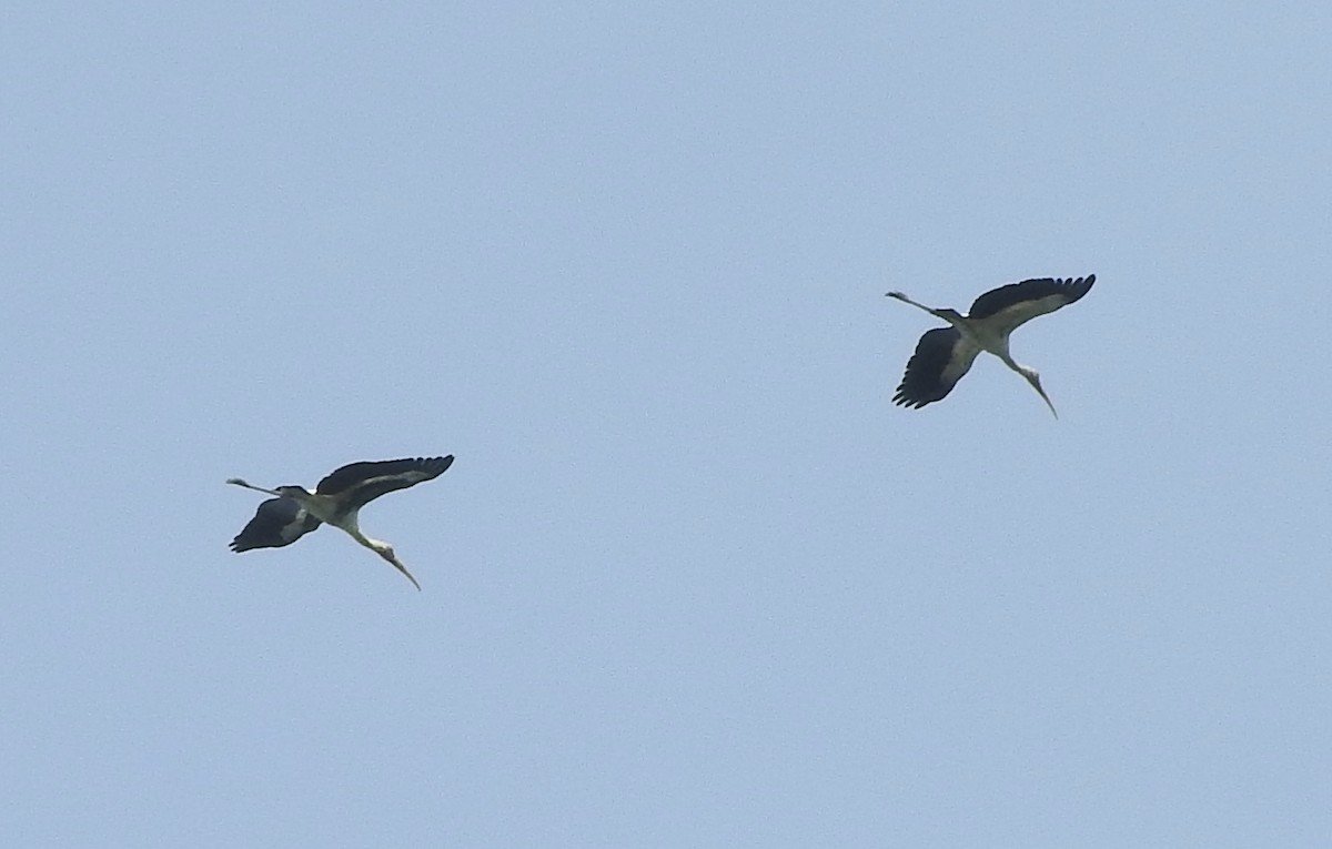 Painted Stork - ML138122161