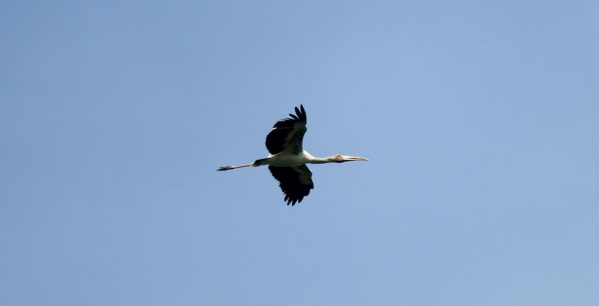 Painted Stork - ML138122171