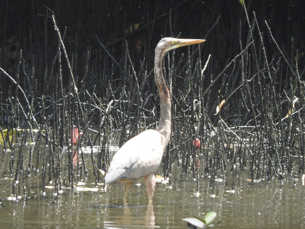 Purple Heron - ML138122181