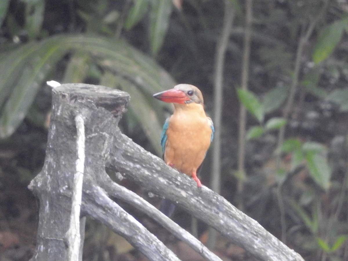 Stork-billed Kingfisher - ML138122211