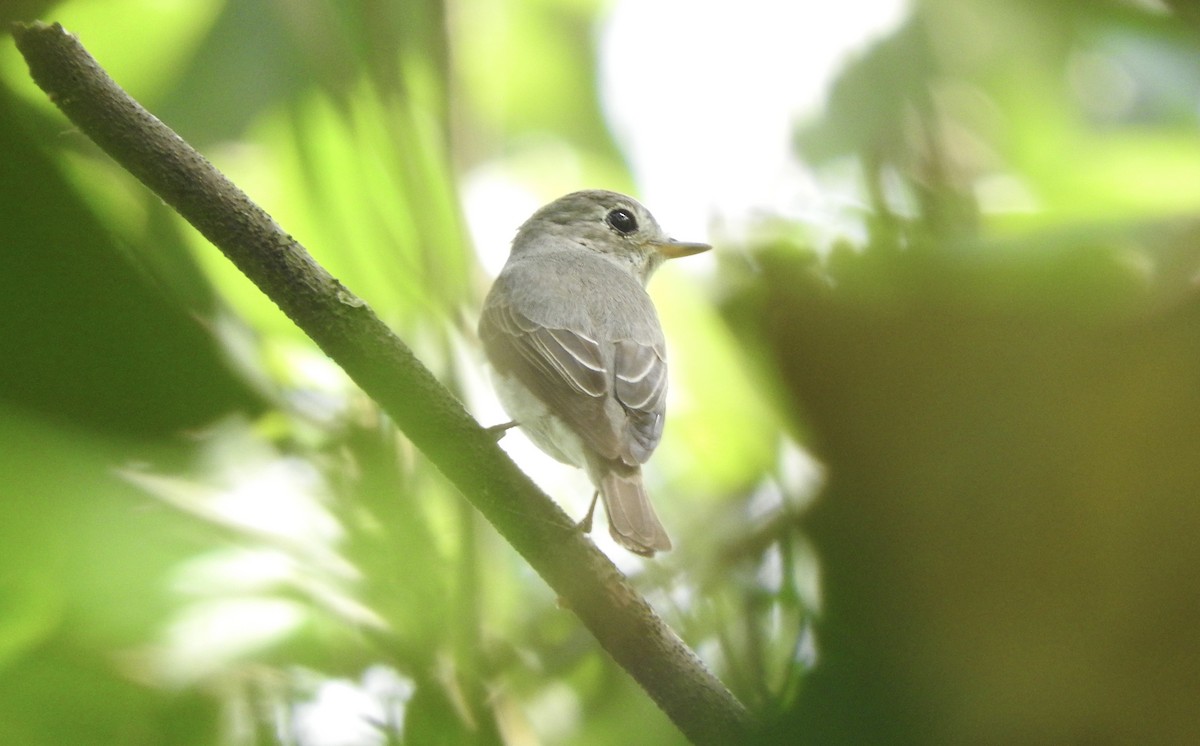 Asian Brown Flycatcher - ML138122321