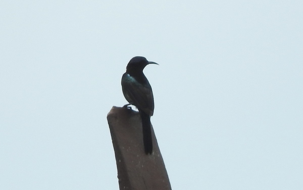 Copper-throated Sunbird - ML138122361