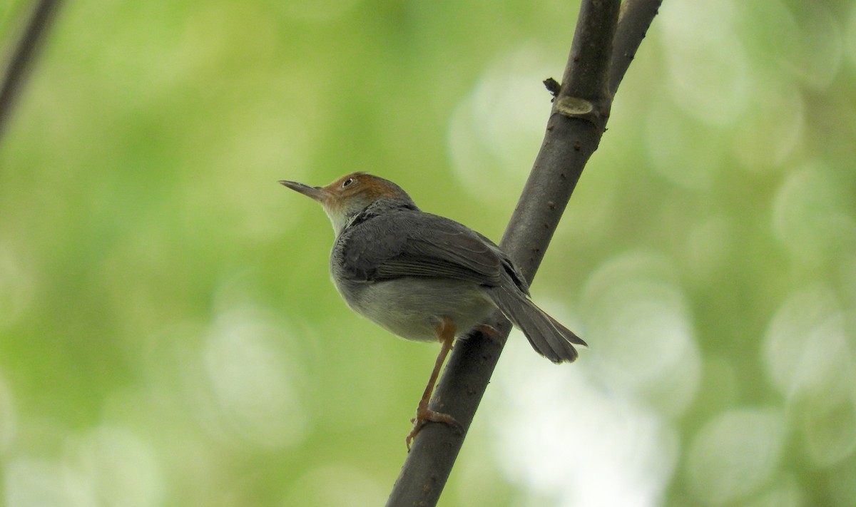 Ashy Tailorbird - ML138122601