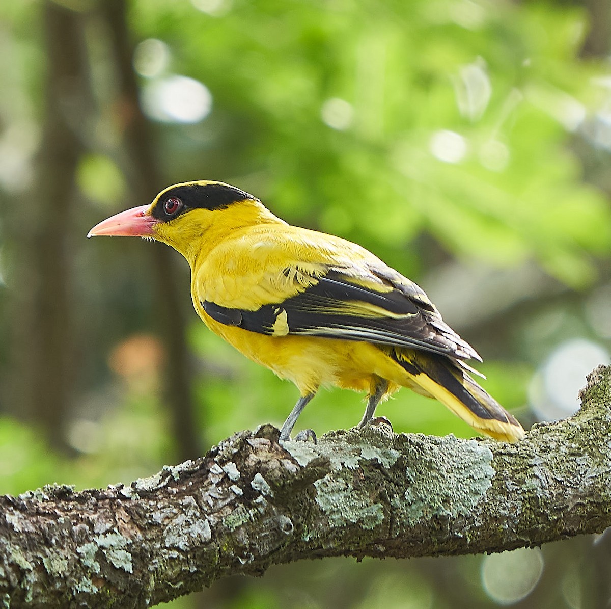 Black-naped Oriole - Steven Cheong