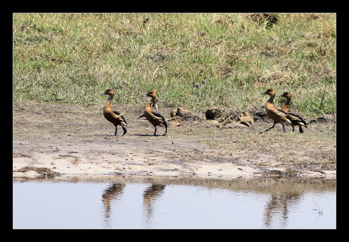 Fulvous Whistling-Duck - ML138124381