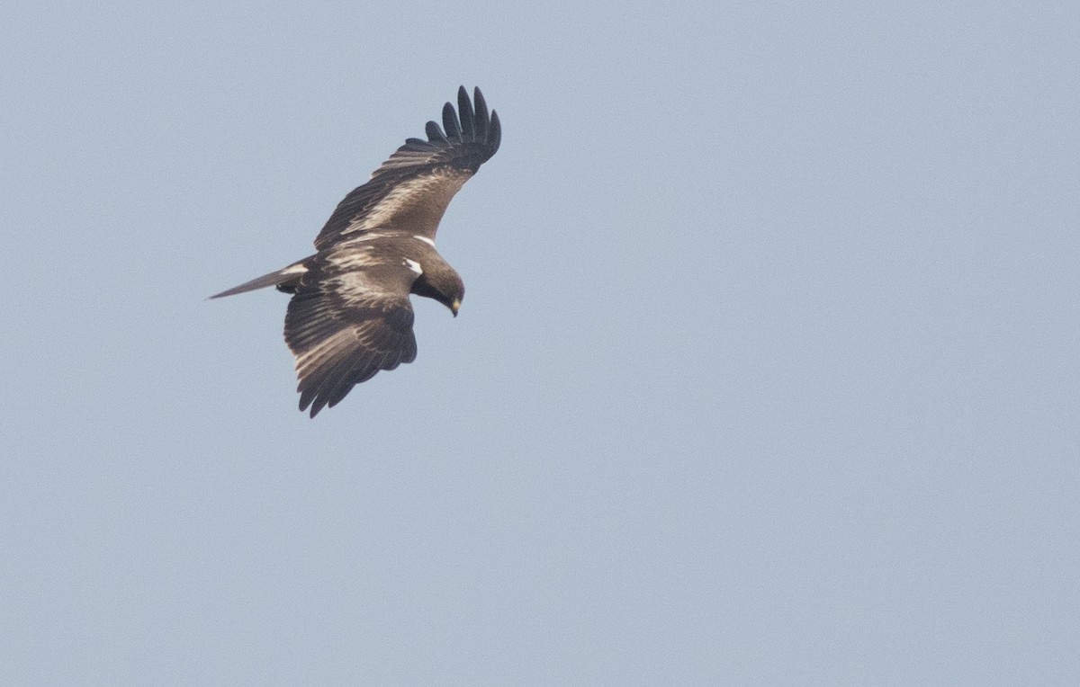 Booted Eagle - ML138125451