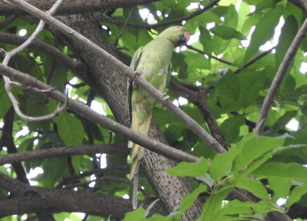 Rose-ringed Parakeet - Noam Markus