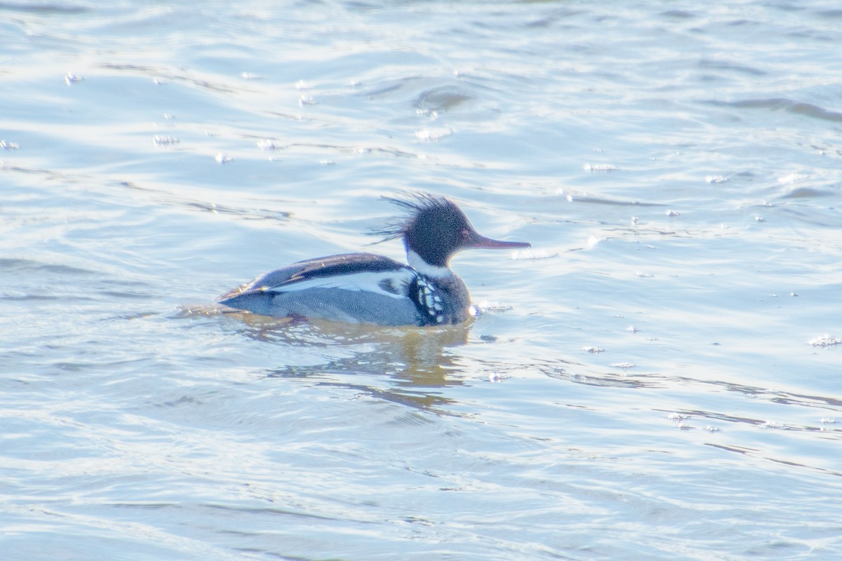 Red-breasted Merganser - ML138126231