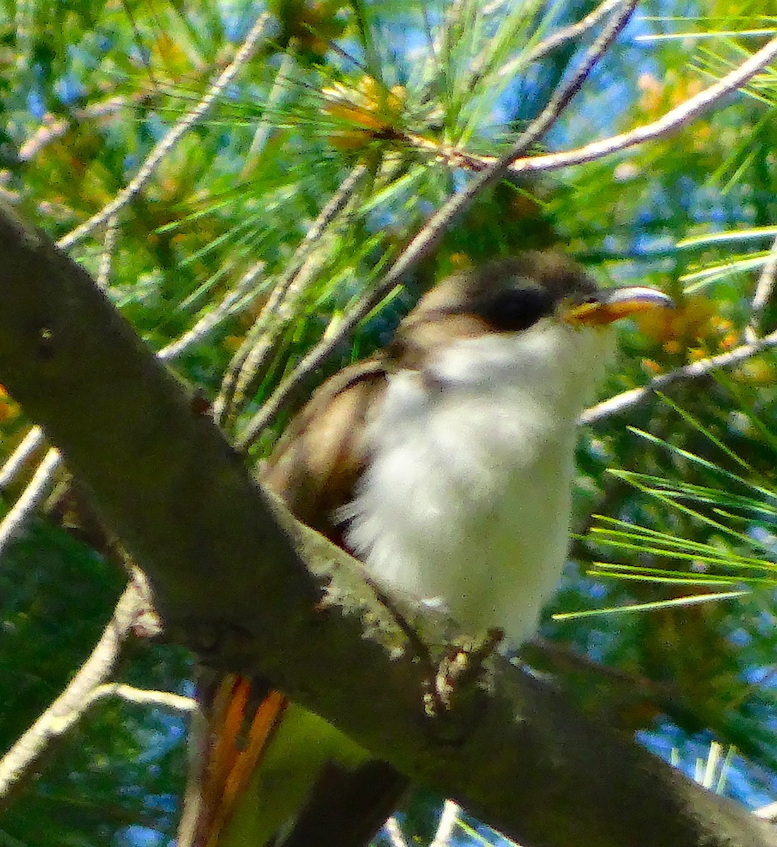 Yellow-billed Cuckoo - ML138127021