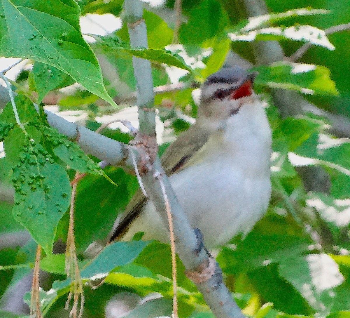 Red-eyed Vireo - ML138127041