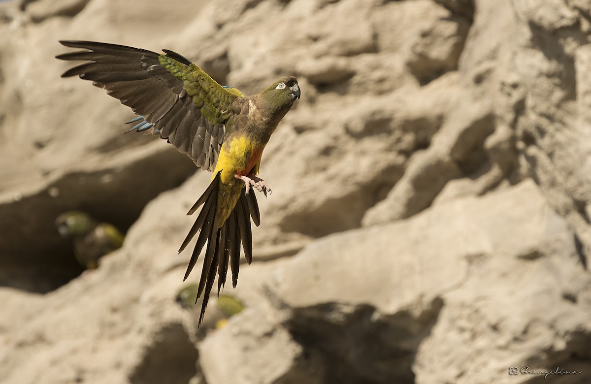 Burrowing Parakeet - ML138127321