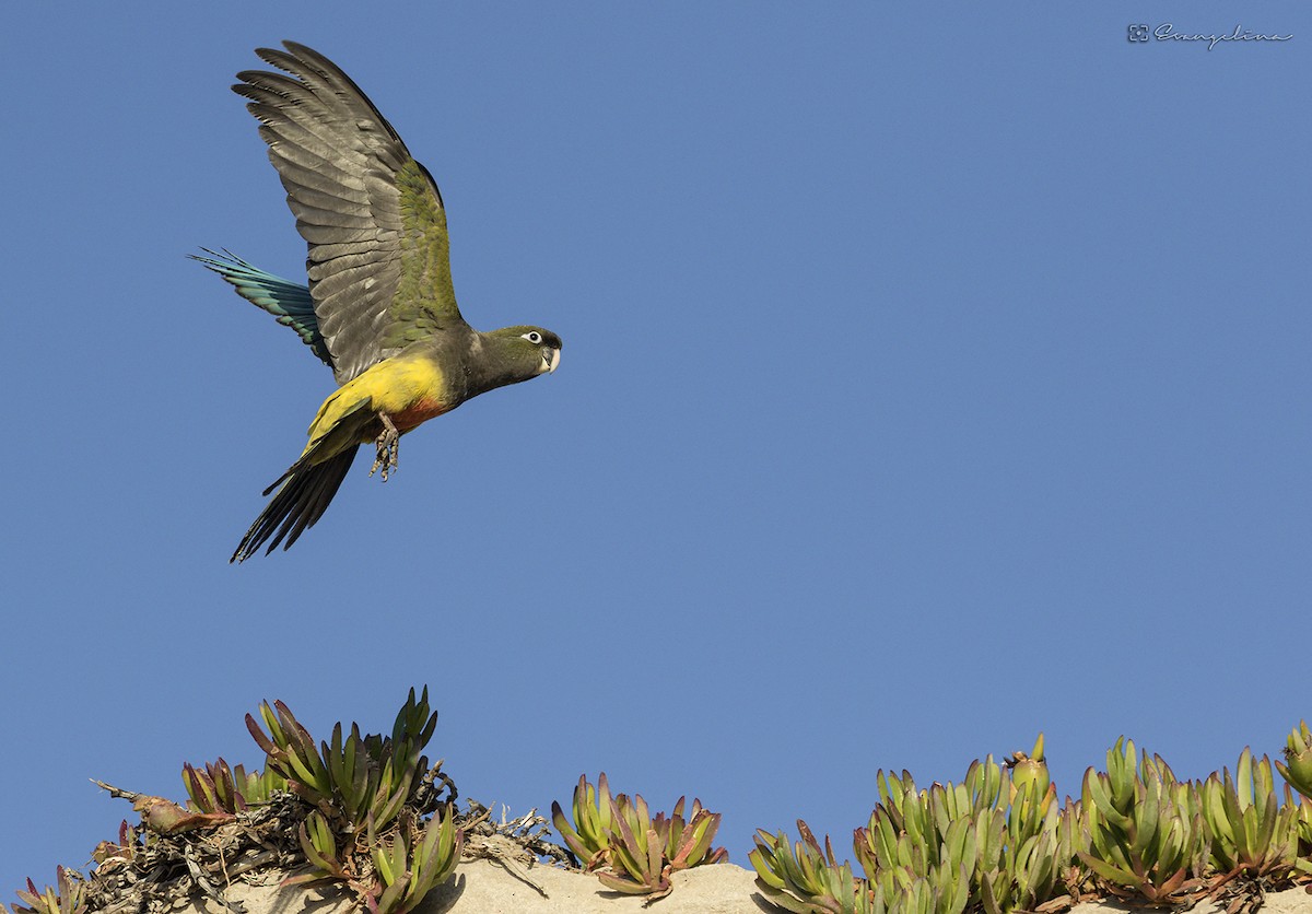 Burrowing Parakeet - Evangelina Indelicato