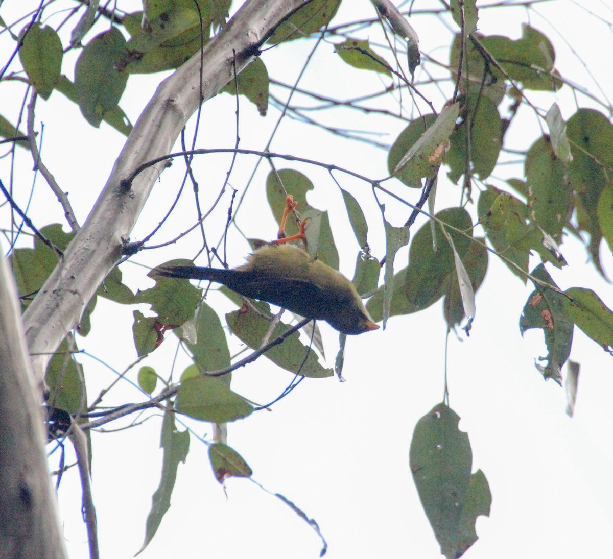 Bell Miner - ML138127841