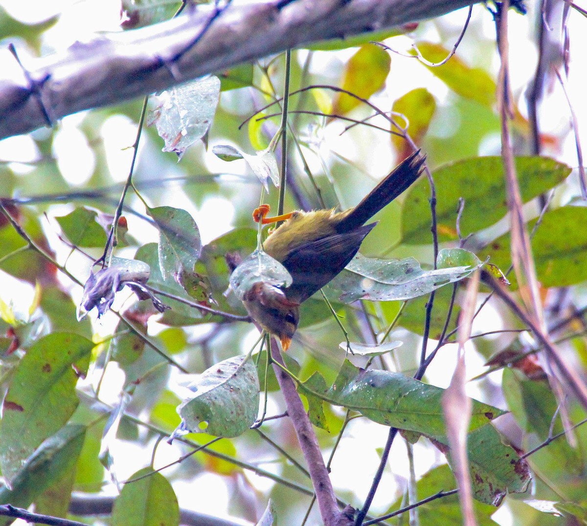 Bell Miner - ML138127851