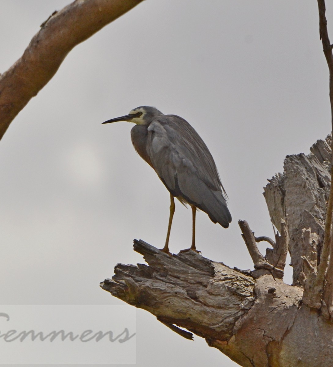 White-faced Heron - ML138128511