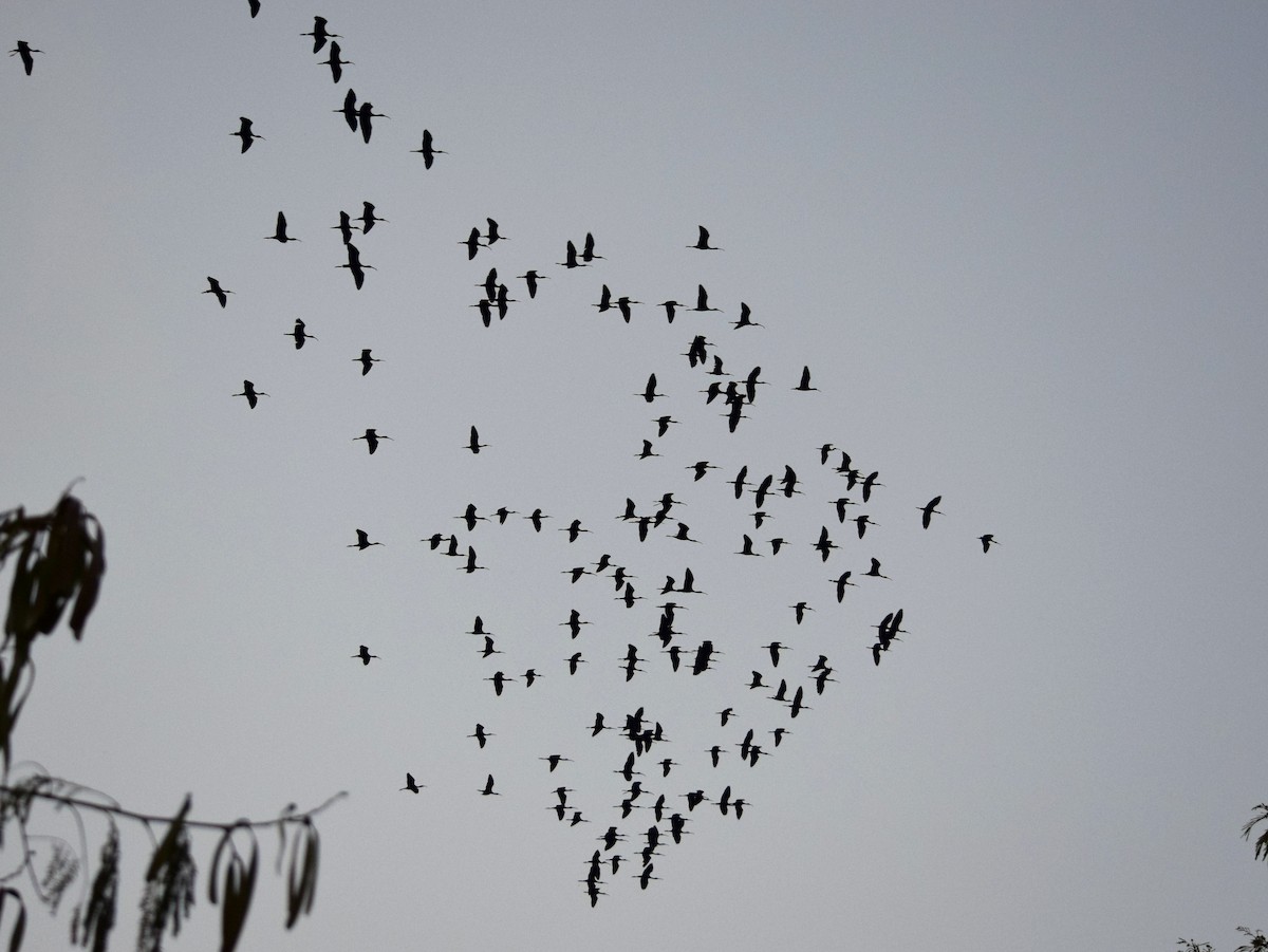 Black-headed Ibis - CDR Vasudeva Rao Krishnan