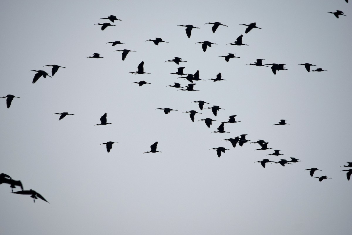 Black-headed Ibis - ML138129211