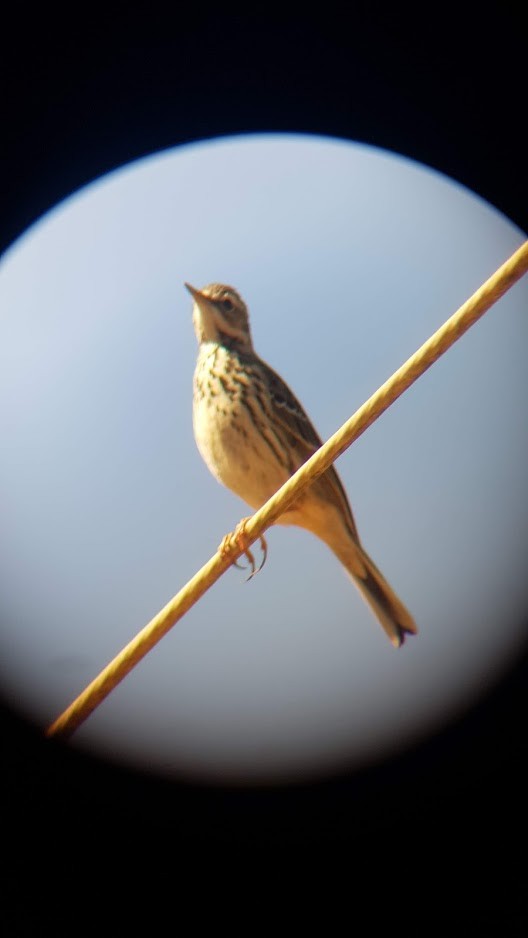 pipit sp. - ML138129321