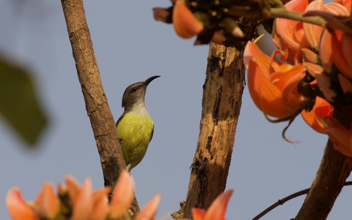 Purple-rumped Sunbird - ML138130461