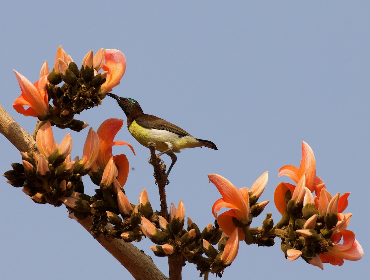 Purple-rumped Sunbird - ML138130961