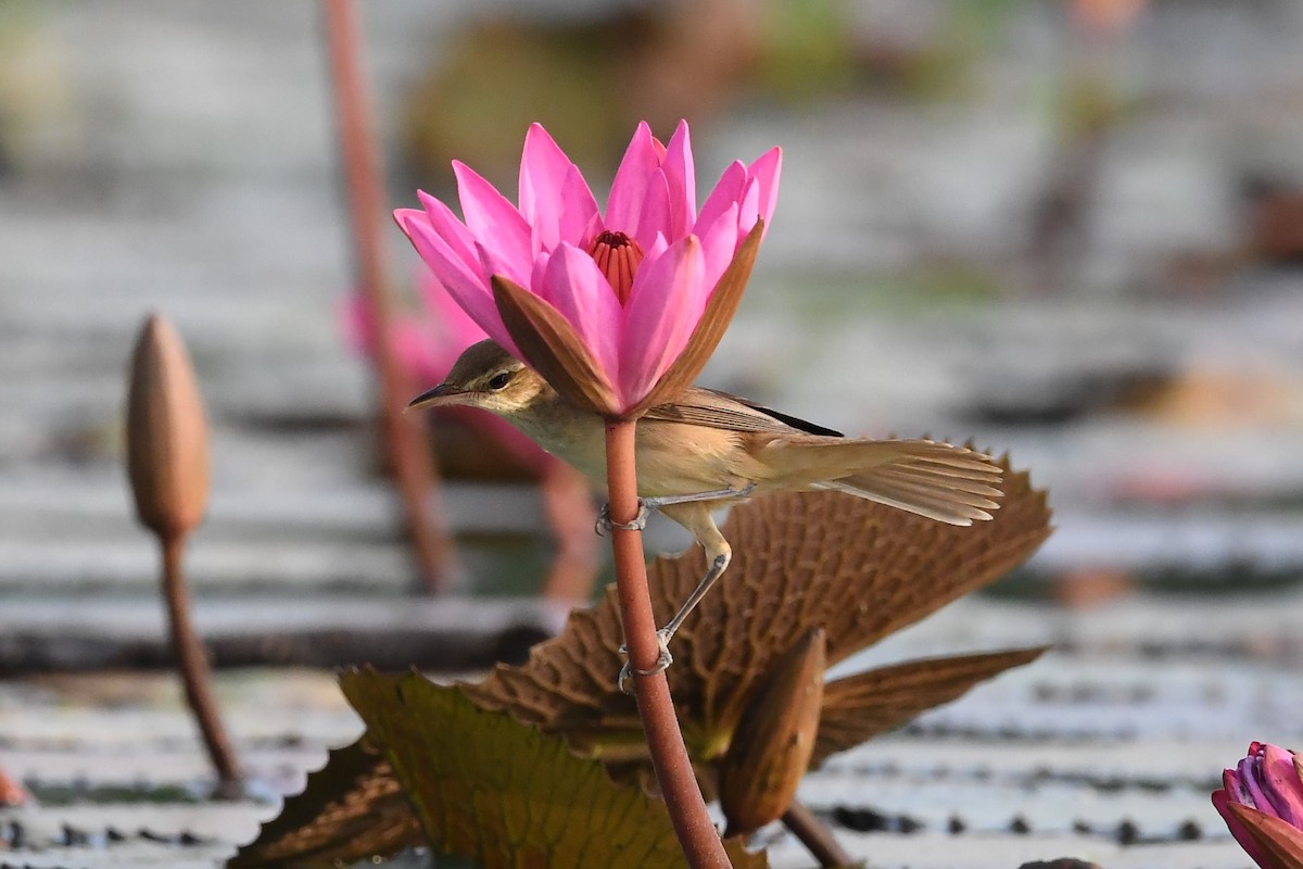 Oriental Reed Warbler - Sriram Reddy