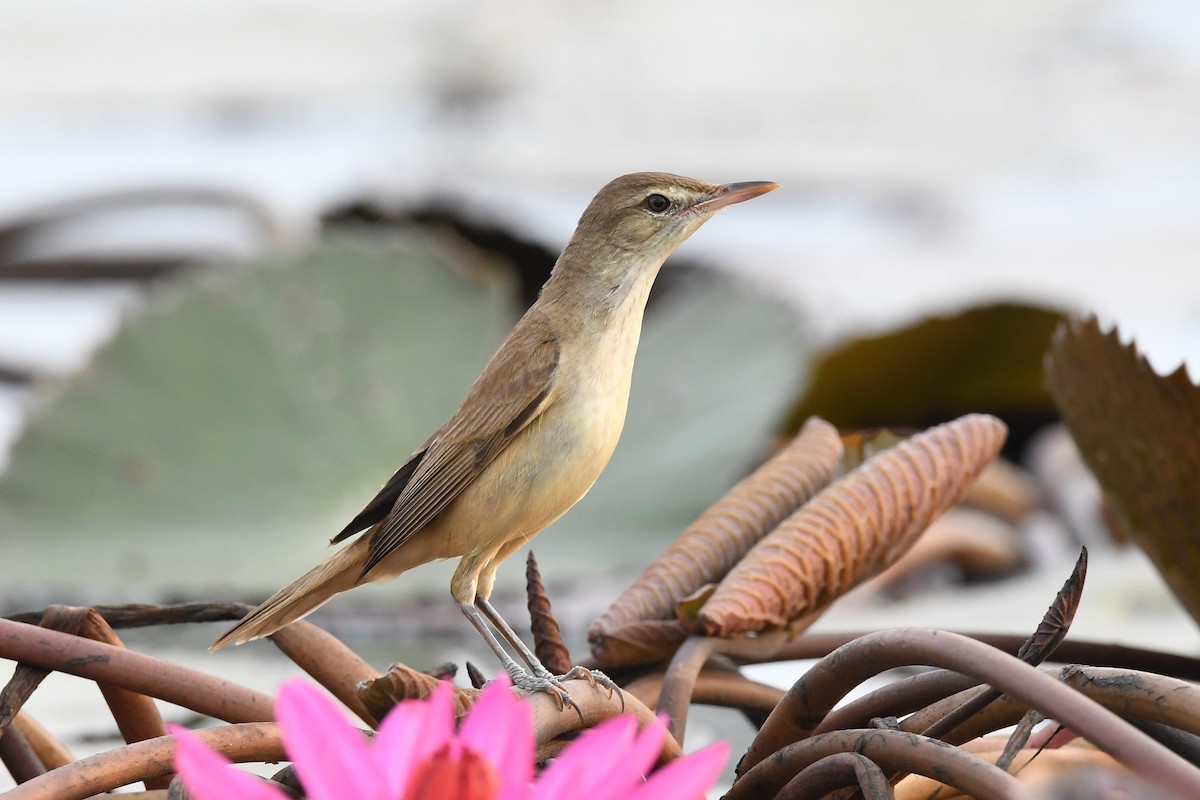 Oriental Reed Warbler - Sriram Reddy