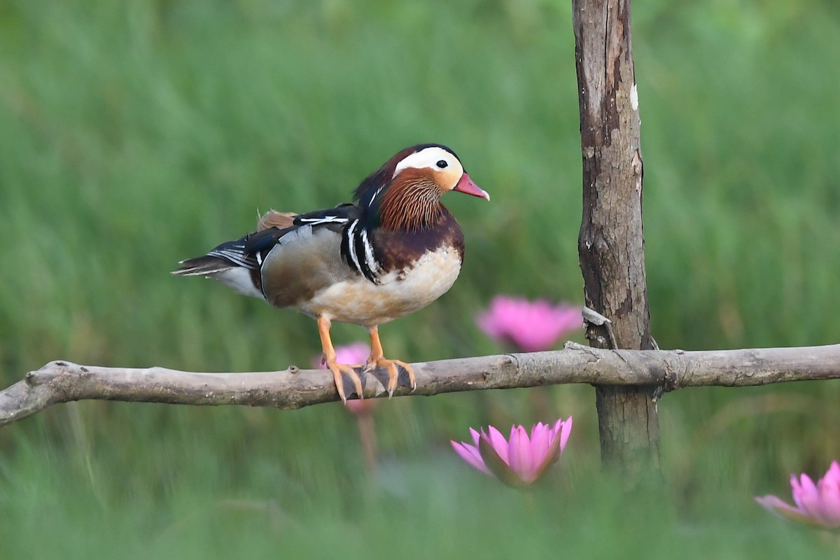 Mandarin Duck - Sriram Reddy