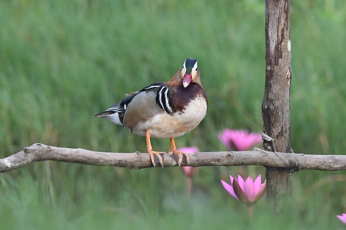 Mandarin Duck - Sriram Reddy