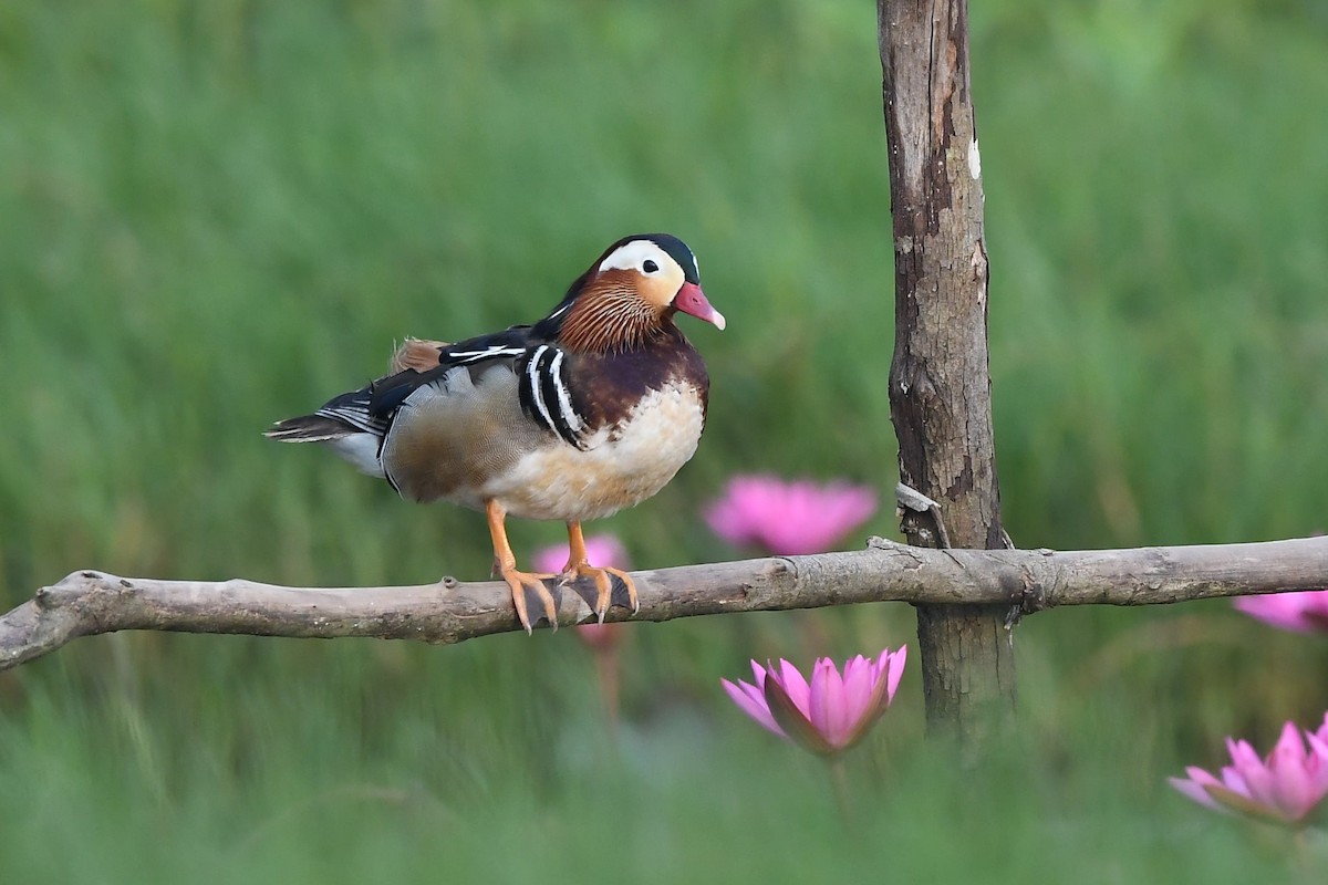 Mandarin Duck - ML138132601