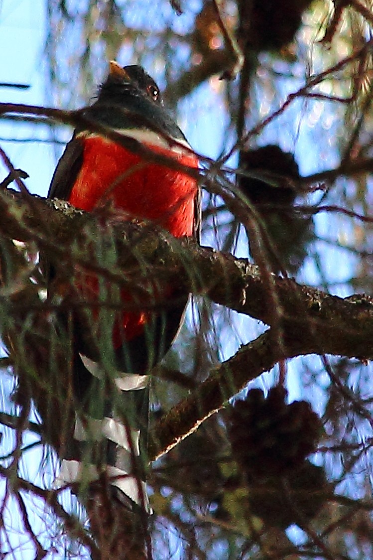 Mountain Trogon - ML138132671