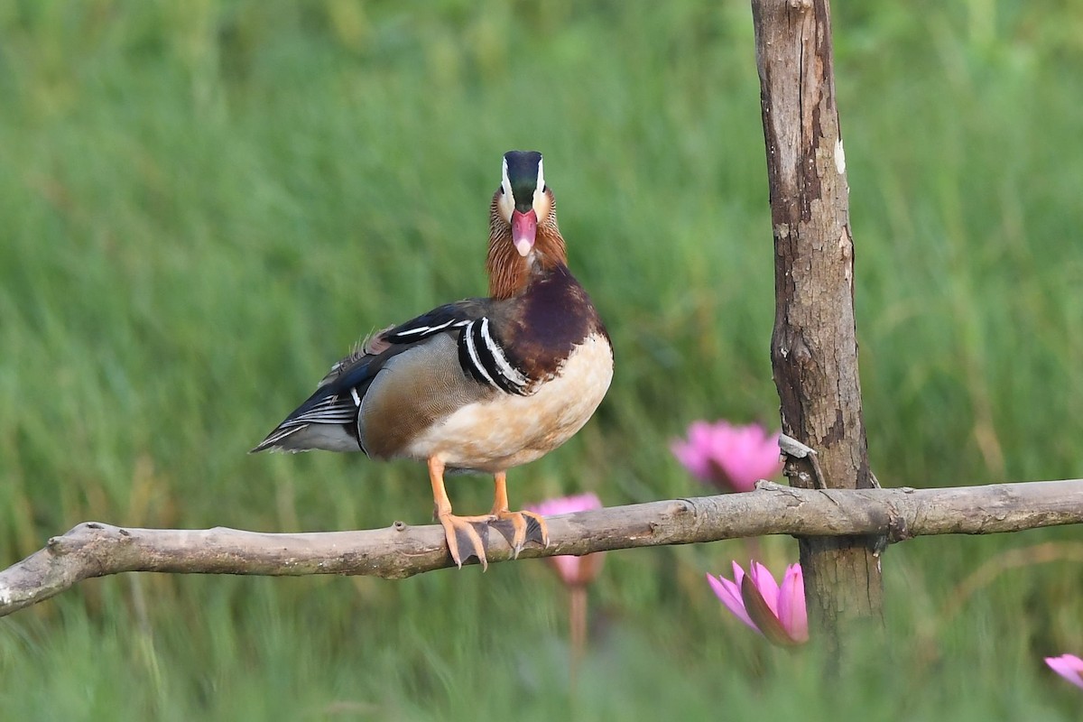 Mandarin Duck - Sriram Reddy