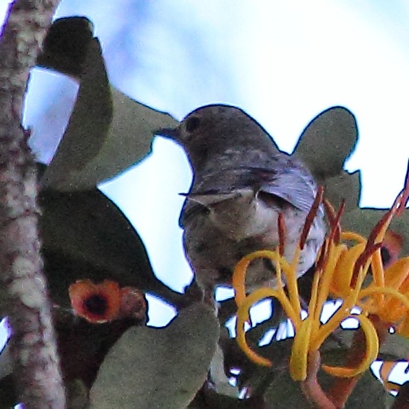 Yellow-rumped Warbler - ML138132941