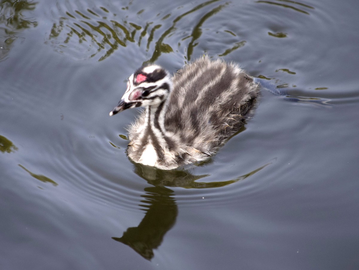 Great Crested Grebe - CDR Vasudeva Rao Krishnan