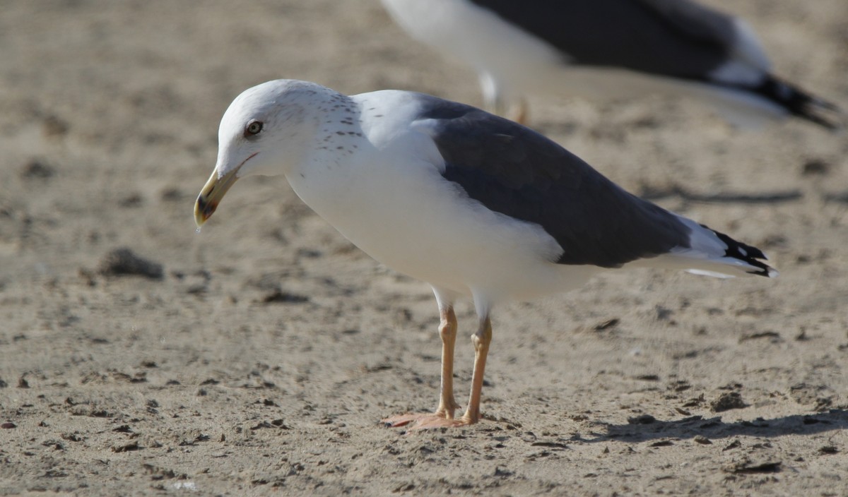 Lesser Black-backed Gull - Vyom Vyas