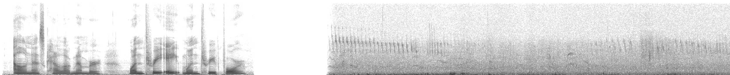 Guadalupe Murrelet - ML138134