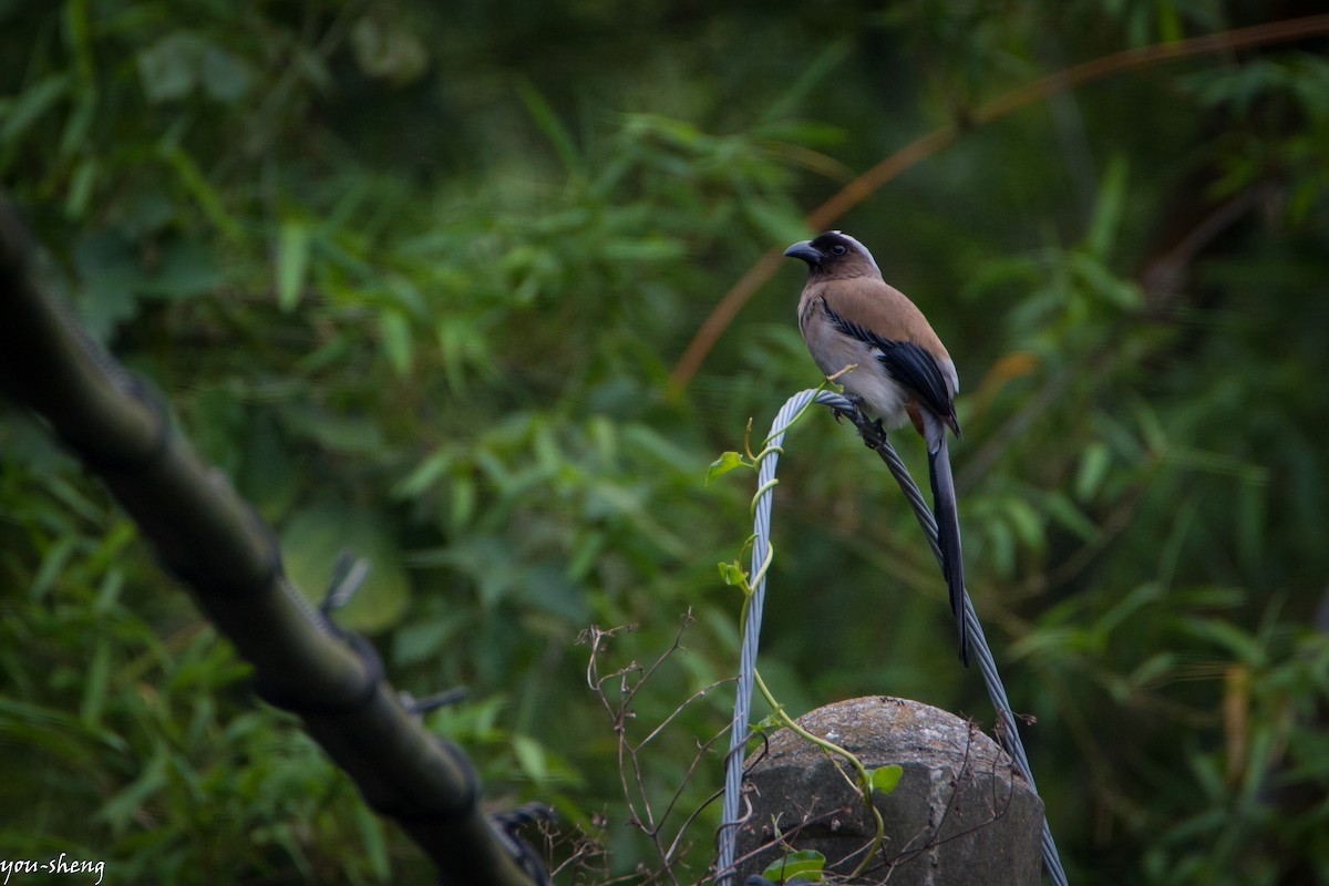 Gray Treepie - ML138136071