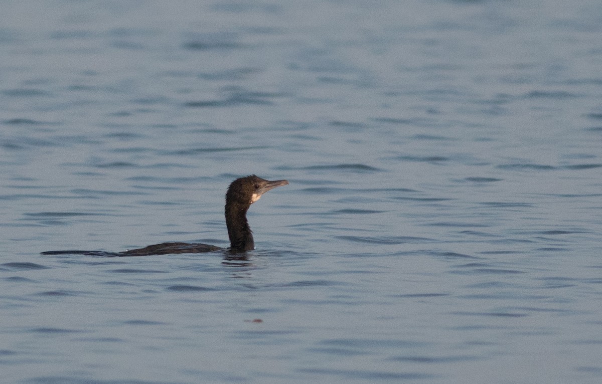 Little Cormorant - Joachim Bertrands