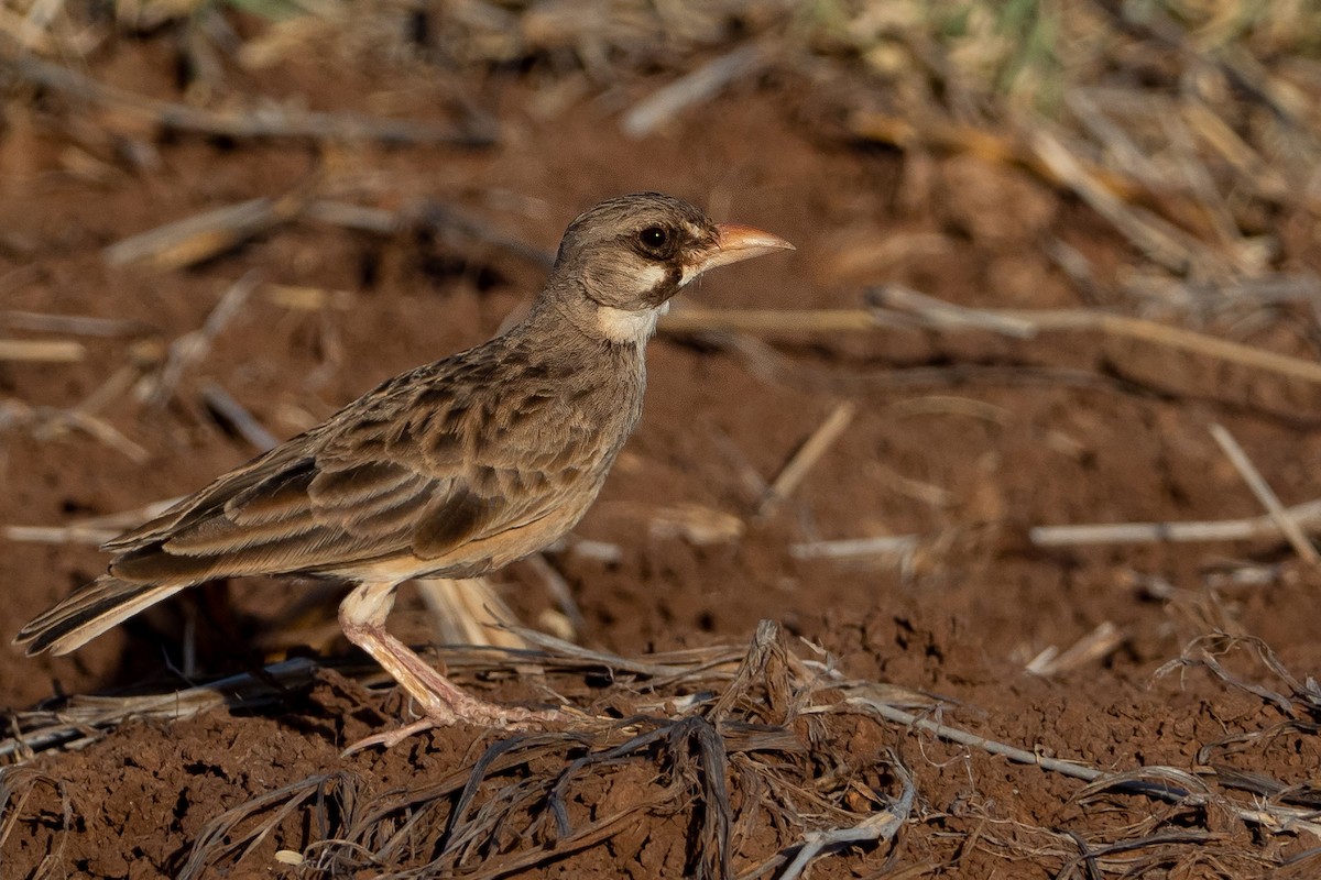 Masked Lark - Phil Chaon
