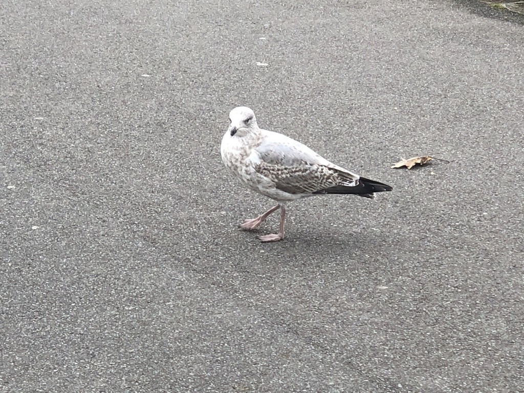 Herring Gull - ML138138091