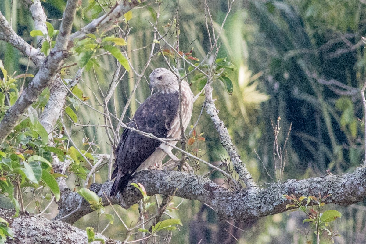 Gray-headed Fish-Eagle - ML138138671