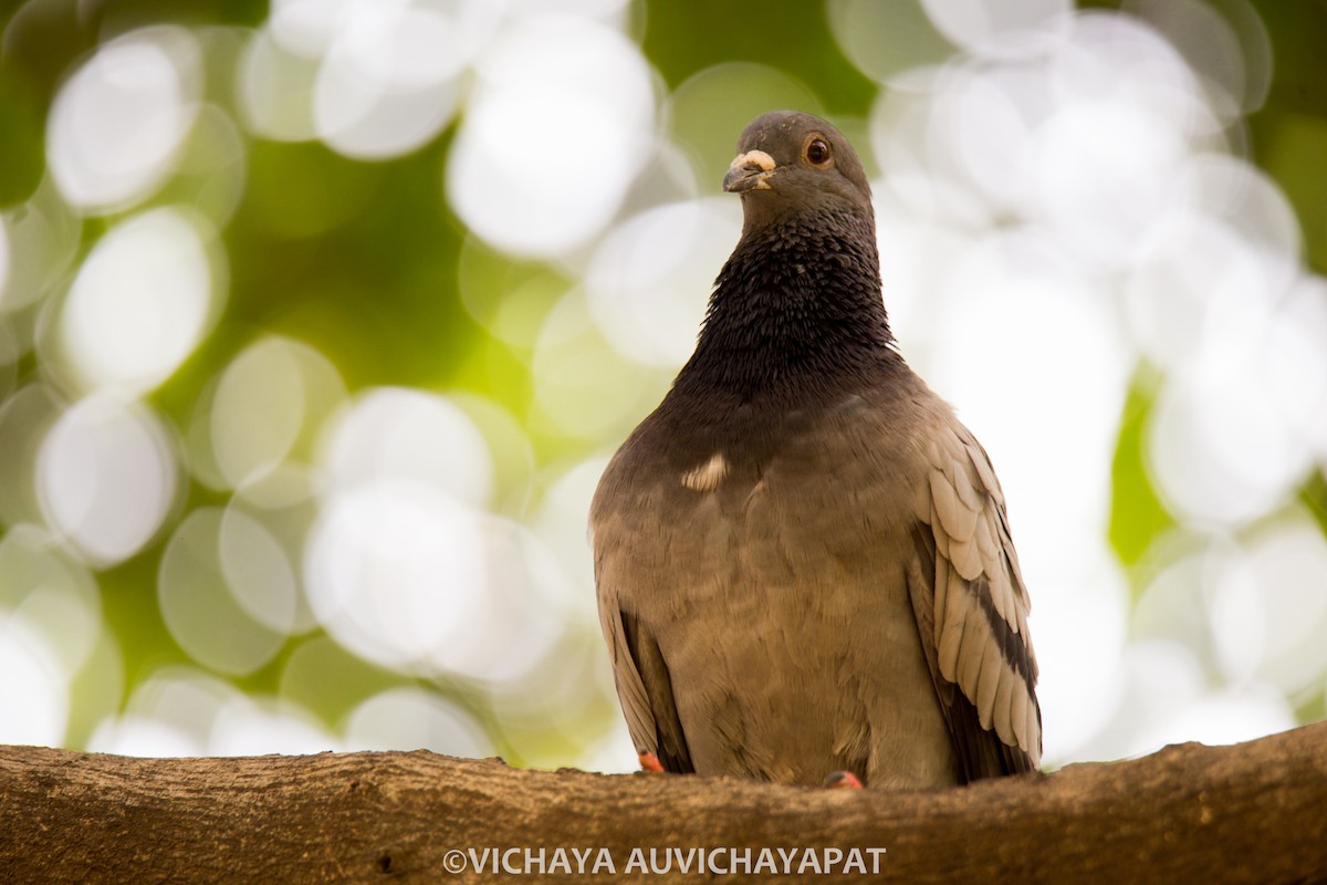 Rock Pigeon (Feral Pigeon) - ML138140031