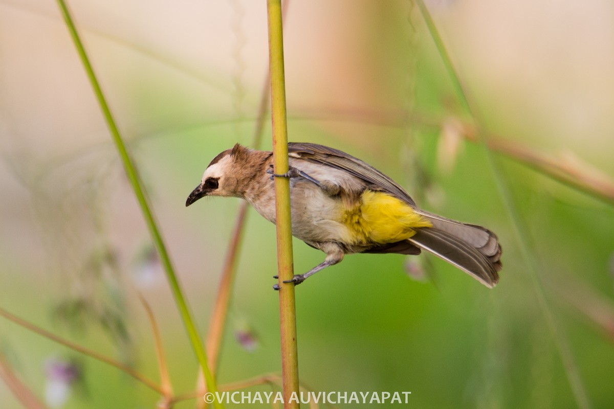 Yellow-vented Bulbul - ML138140151