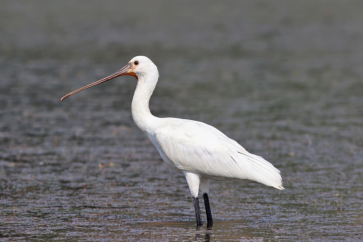 Eurasian Spoonbill - ML138140351