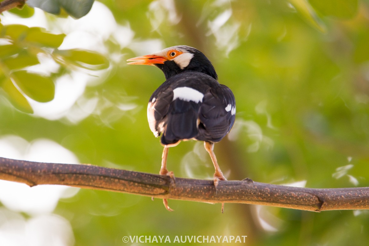 Siamese Pied Starling - ML138140401