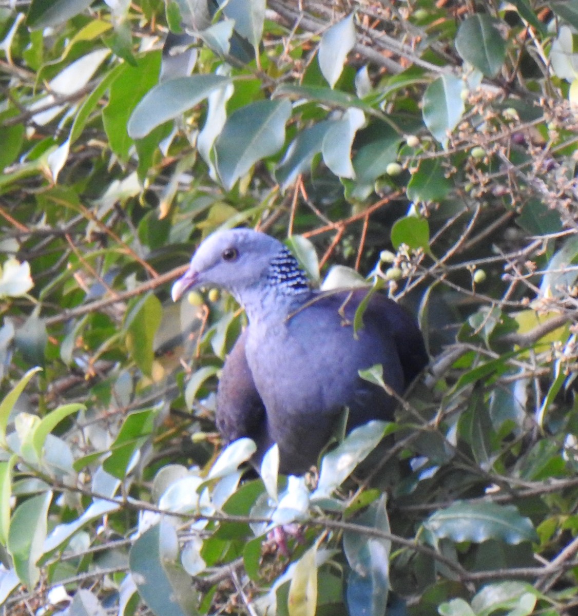 Nilgiri Wood-Pigeon - ML138140831